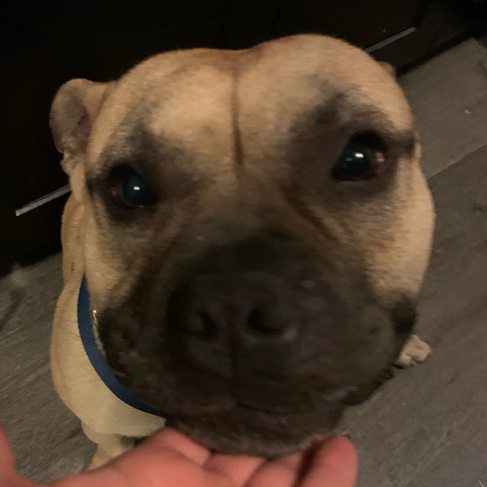 Meet your Posher, Bella